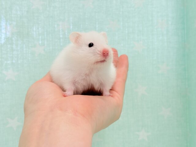 ゴールデンハムスター