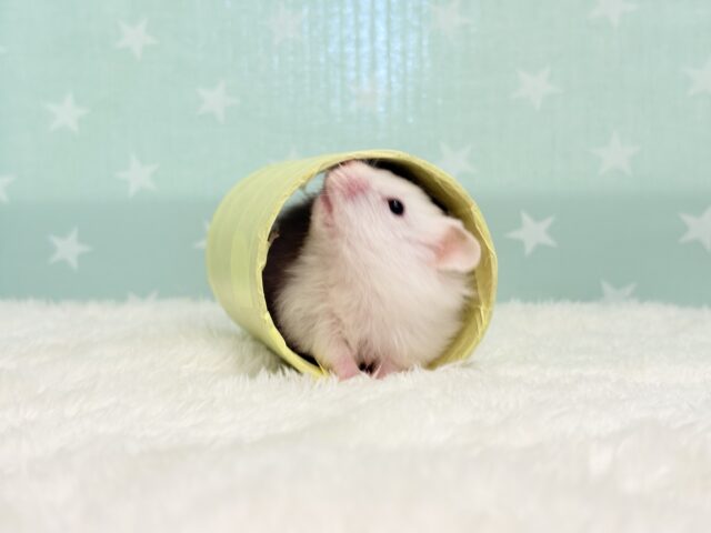 ゴールデンハムスター