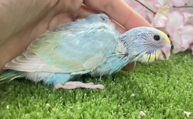 セキセイインコ