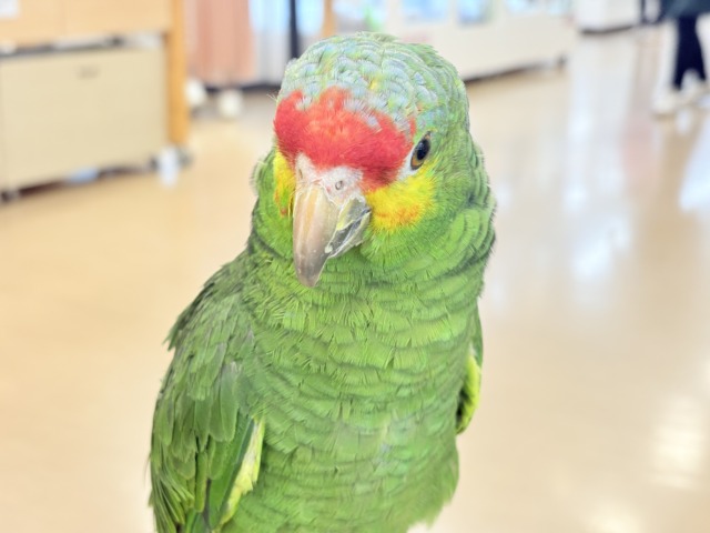 キホオボウシインコ