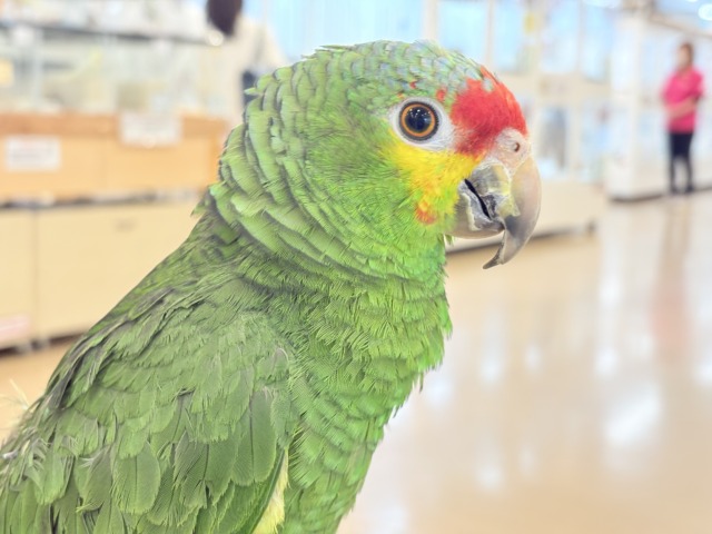 キホオボウシインコ