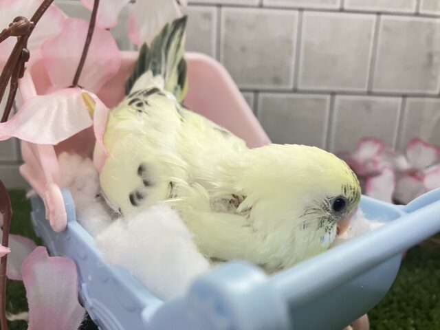 セキセイインコ