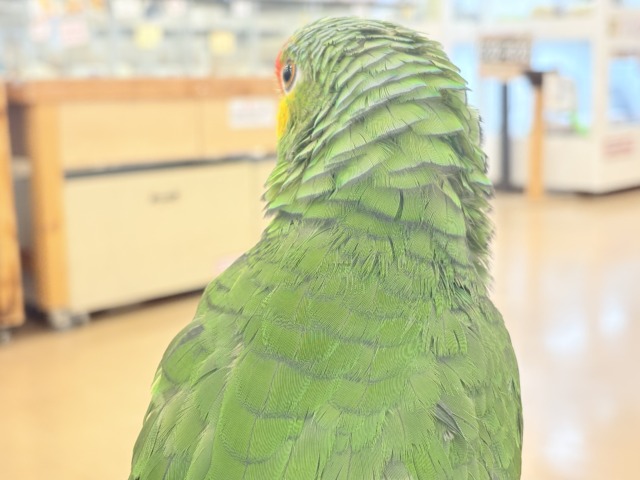 キホオボウシインコ