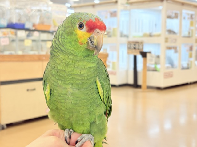 キホオボウシインコ