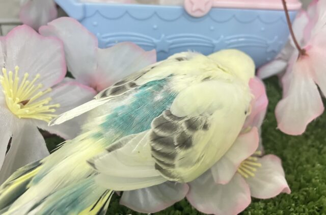セキセイインコ