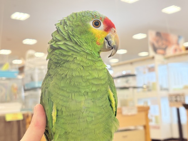 キホオボウシインコ