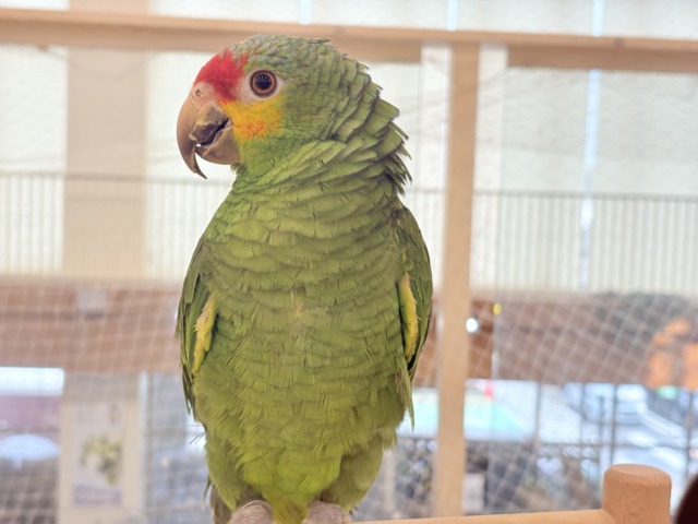 キホオボウシインコ