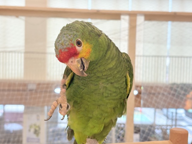 キホオボウシインコ