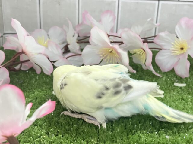 セキセイインコ