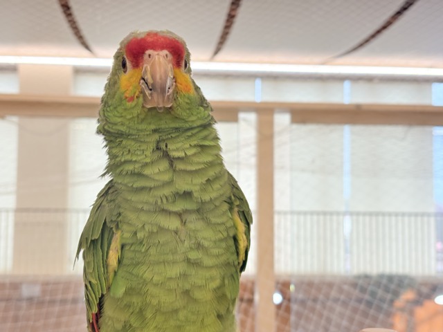 キホオボウシインコ