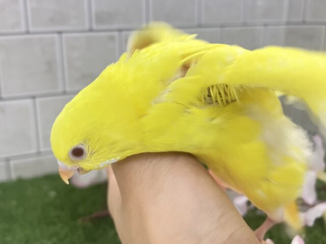 セキセイインコ