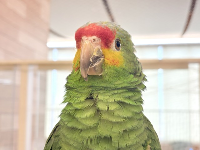 キホオボウシインコ