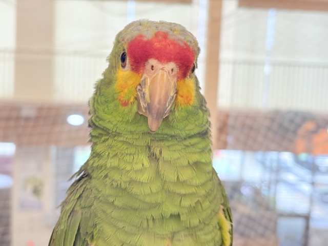 キホオボウシインコ