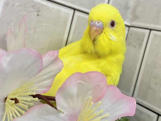 セキセイインコ