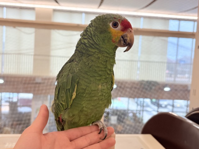 キホオボウシインコ