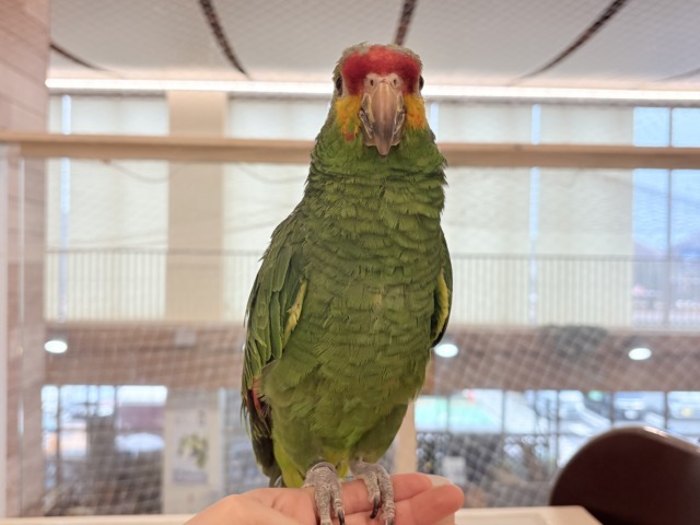 キホオボウシインコ