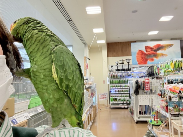 キホオボウシインコ