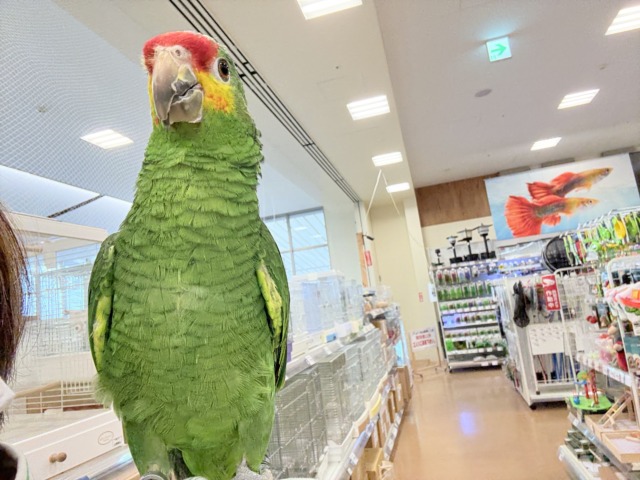 キホオボウシインコ