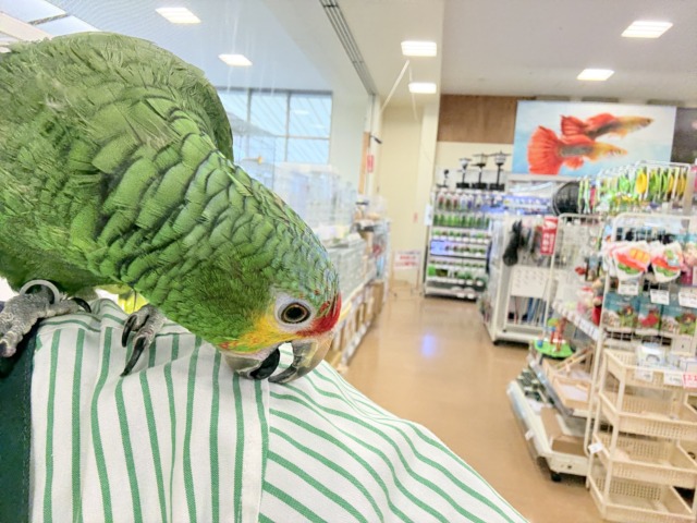 キホオボウシインコ