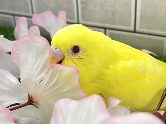 セキセイインコ