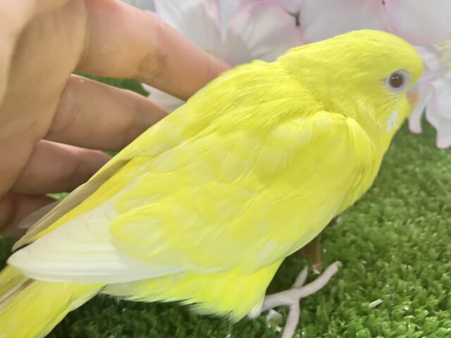 セキセイインコ