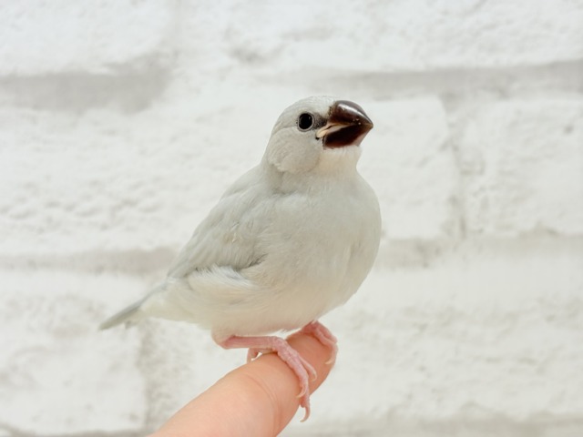 シルバー文鳥