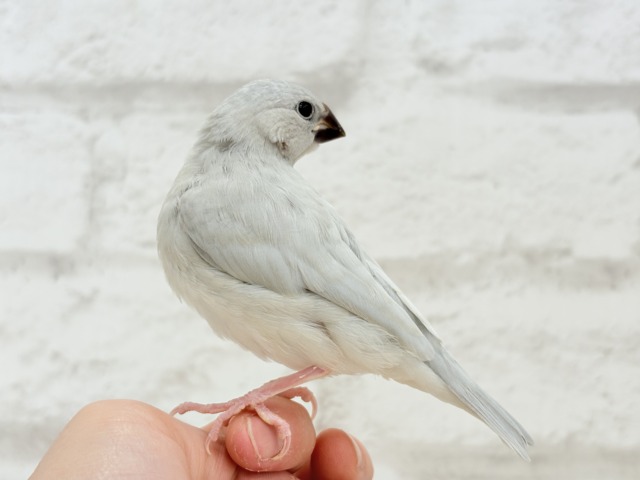 シルバー文鳥