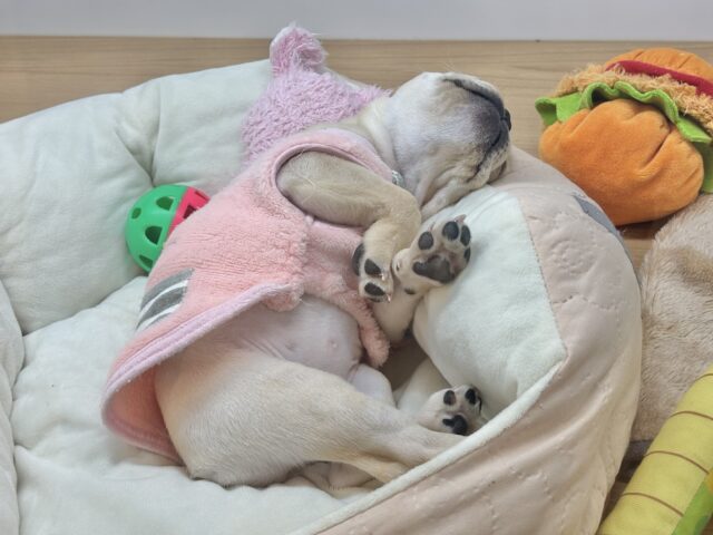 フレンチブルドッグ