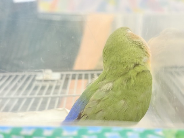 コザクラインコ（小桜インコ）