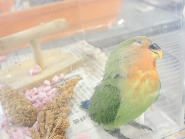コザクラインコ（小桜インコ）