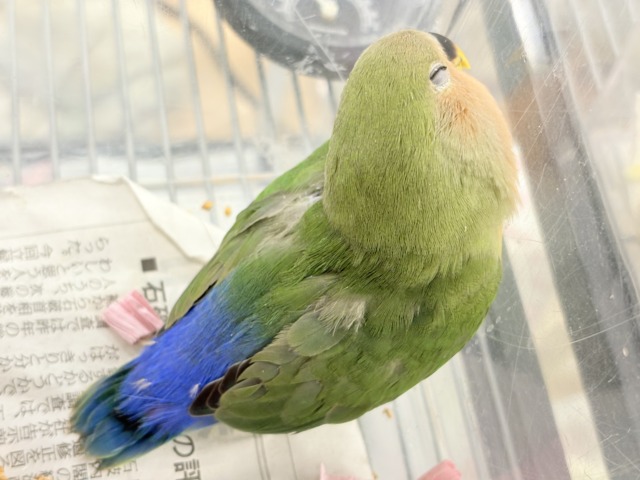 コザクラインコ（小桜インコ）
