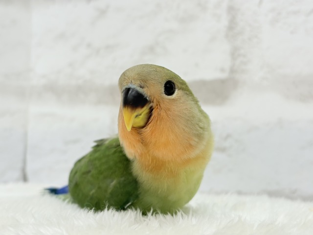 コザクラインコ（小桜インコ）