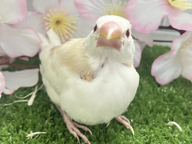 アルビノ文鳥