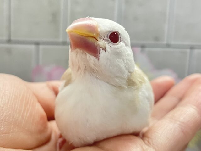 アルビノ文鳥