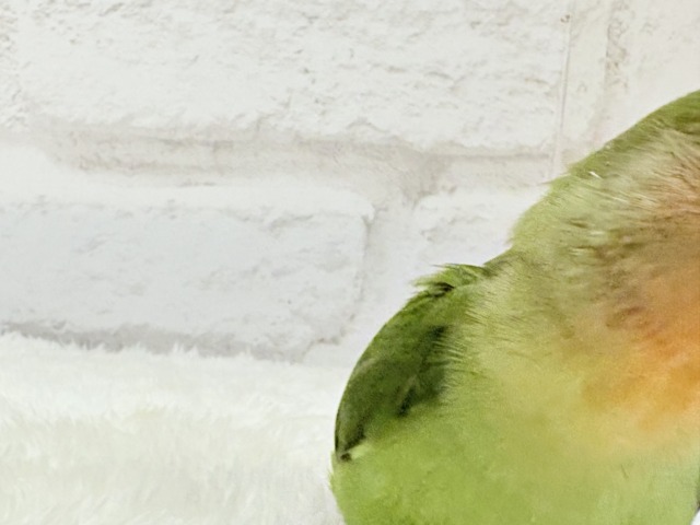 コザクラインコ（小桜インコ）