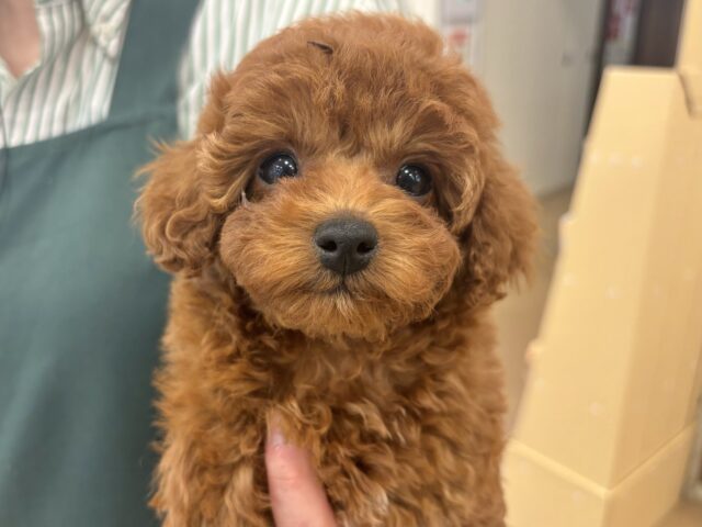 トイプードル
