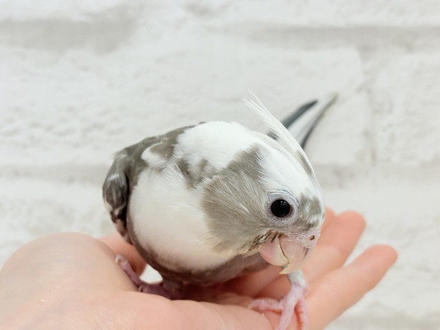 オカメインコ