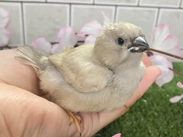 ジャンボキンカチョウ