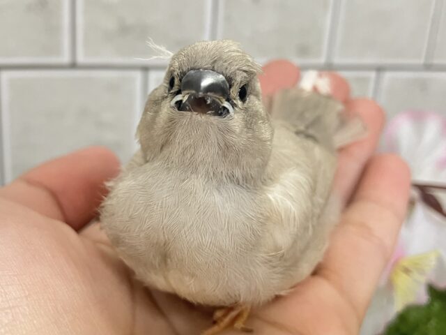 ジャンボキンカチョウ