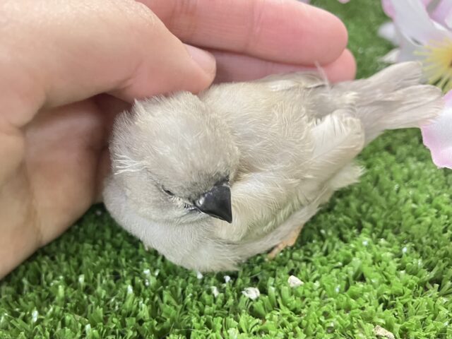 ジャンボキンカチョウ