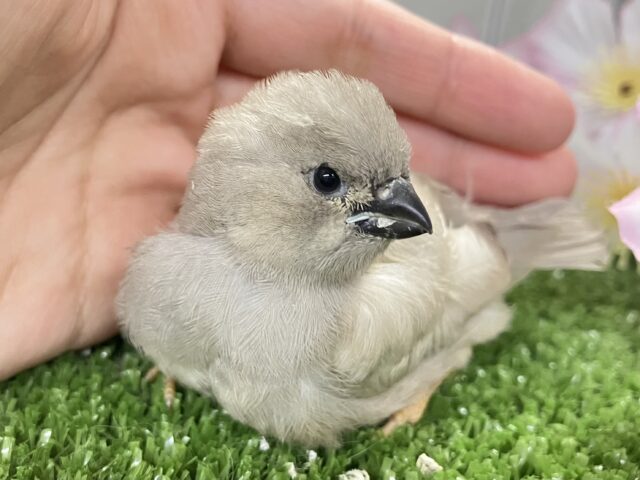 ジャンボキンカチョウ