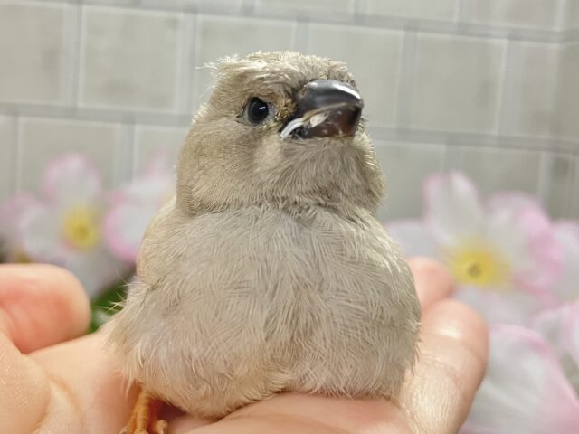 ジャンボキンカチョウ