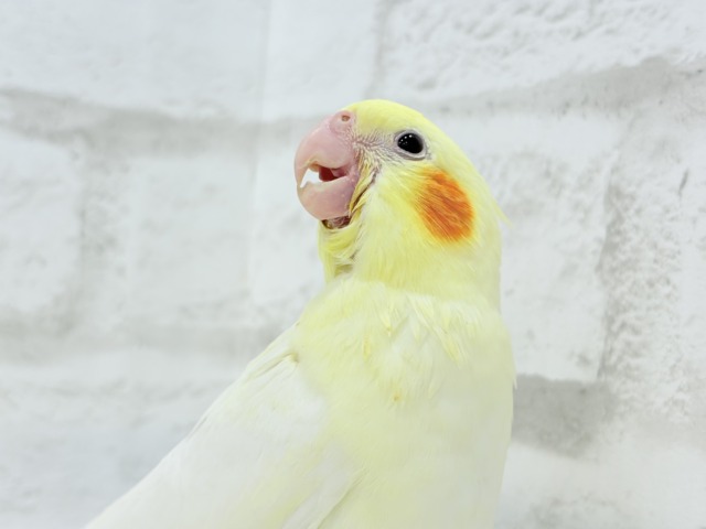 オカメインコ
