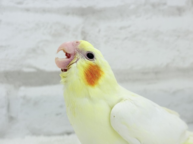 オカメインコ
