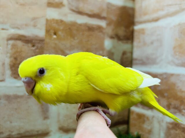 セキセイインコ
