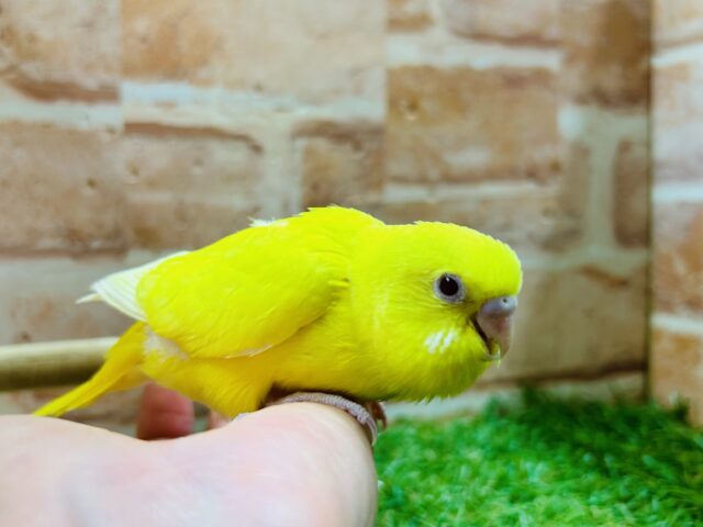 セキセイインコ