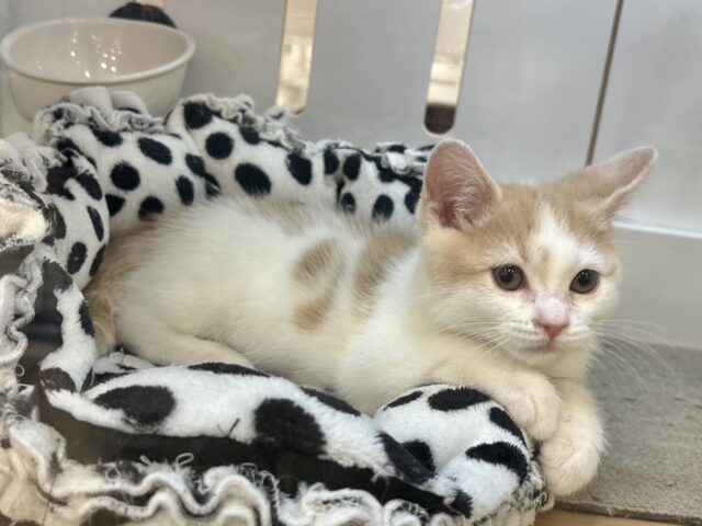 スコティッシュストレート