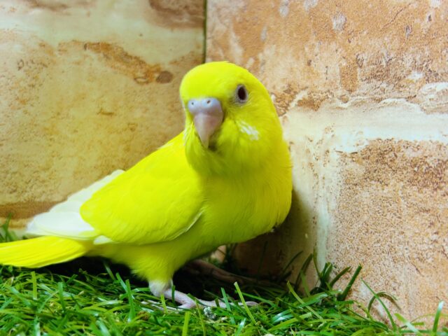 セキセイインコ