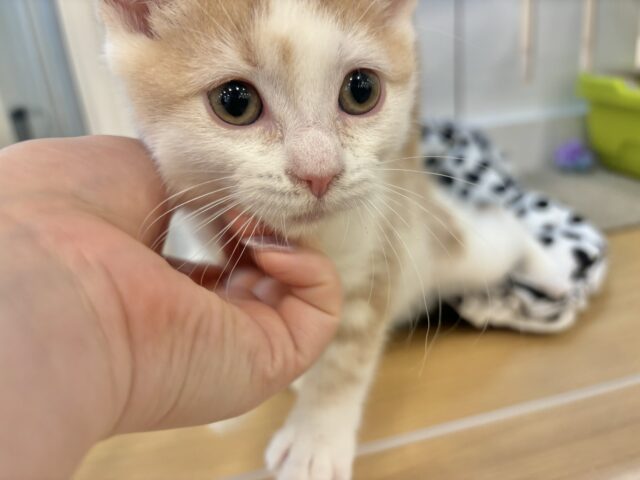 スコティッシュストレート