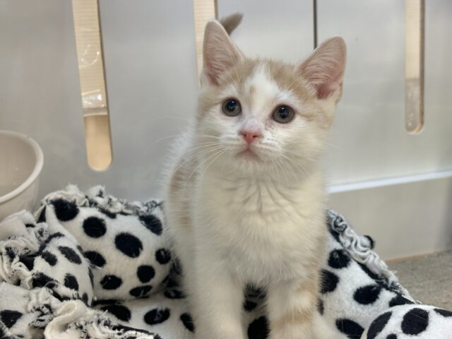 スコティッシュストレート